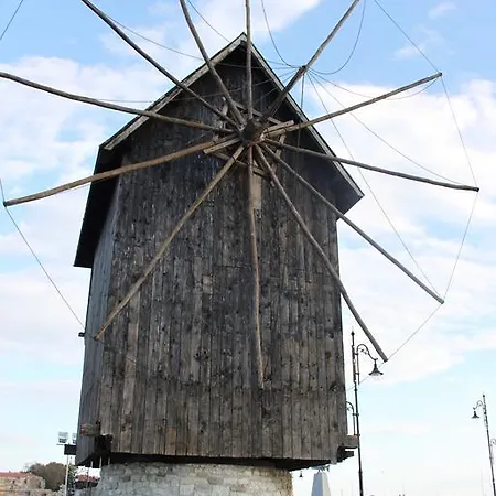 Abelia Regina Σάνι Μπιτς