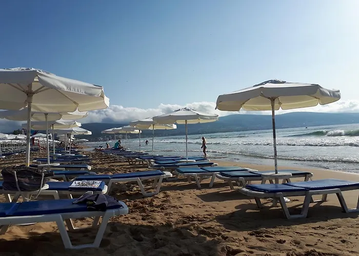 Abelia Regina Sunny Beach